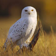 Snowy Owl Adult Amid Dry Grass Art Print