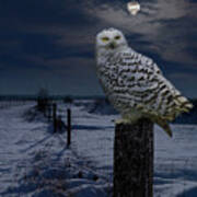 Snowy Owl On A Winter Night Art Print