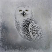 Snowy Owl Portrait Art Print