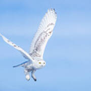 Snowy Owls Soaring Art Print