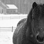 Horse Black And White Photo Art Print