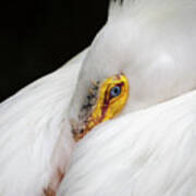 Snuggled White Pelican Art Print