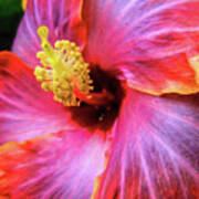 Socal Hibiscus Art Print