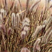 Soft Dried Plumes Of Desert Grass Art Print