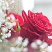 Soft, Romantic, Red Rose Art Print
