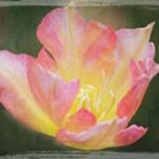 Soft Tulip Glow Art Print