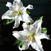 Soft White Lilies Art Print