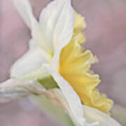 Softness Of A Daffodil Flower Art Print