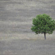 Solitary Tree Art Print
