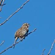 Song Sparrow Art Print