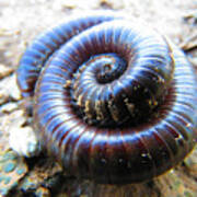 Sonoran Desert Millipede Art Print