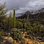 Sonoran Winter No.3 Art Print