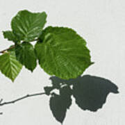 Sophisticated Shadows - Glossy Hazelnut Leaves On White Stucco - Horizontal View Right Upwards Art Print