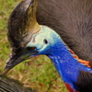 Southern Cassowary Art Print