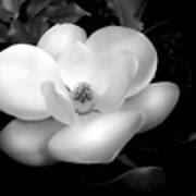 Southern Magnolia Passion Art Print