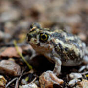 Spadefoot Art Print