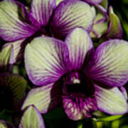 Sparkly Moth Orchid Art Print