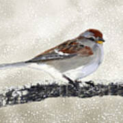 Sparrow In The Snow Art Print