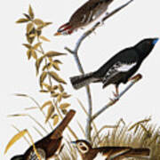 Sparrows Art Print