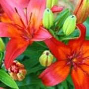 Spectacular Day Lilies Art Print