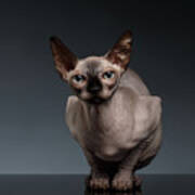 Sphynx Cat Sits In Front View On Black Art Print