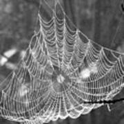 Spider Web Dew B W Art Print