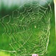 Spider's Web Art Print