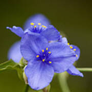 Spiderwort Art Print