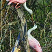 Spoonbill Kiss Art Print