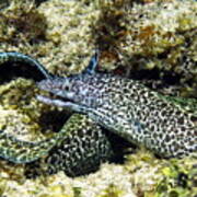 Spotted Moray Eel Art Print