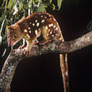 Spotted-tailed Quoll Art Print