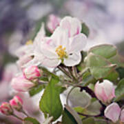 Spring Apple Blossoms Art Print