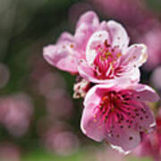 Spring Blossom Art Print