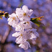 Spring Blossoms Art Print