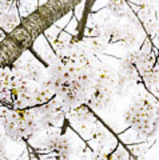 Spring Dogwood Blossoms Art Print
