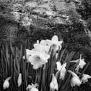 Spring Flowers And Lichen Covered Boulder - B/w 1c Art Print