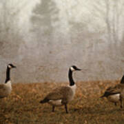 Spring Geese Art Print