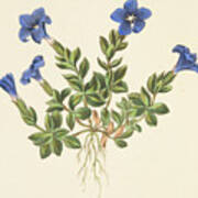 Spring Gentian Art Print