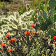 Spring In The Sonoran Art Print
