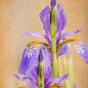 Spring Irises 2 Art Print