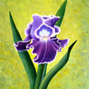 Spring Iris Art Print