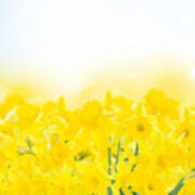 Spring Narcissus Garden Art Print