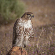 Spring Red Tailed Hawk 2 Art Print