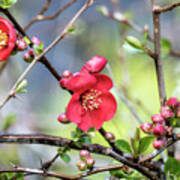 Spring Starts With Quince Art Print