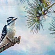 Spring Woodpecker Art Print
