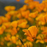 Springtime Poppies Art Print