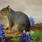 Squirrel In Texas Bluebonnets Art Print