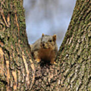 Squirrel In Tree Fork Art Print