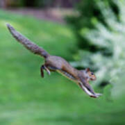 Squirrel Jumping To Safe Haven Art Print