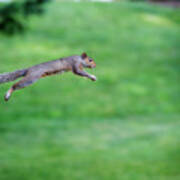 Squirrel Leaping To Safety Art Print